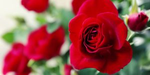 cultivar rosas significados