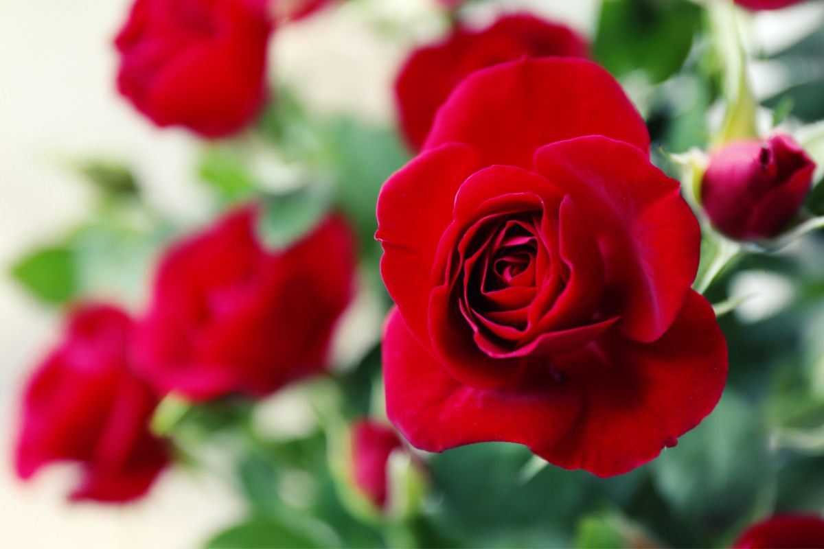 cultivar rosas significados