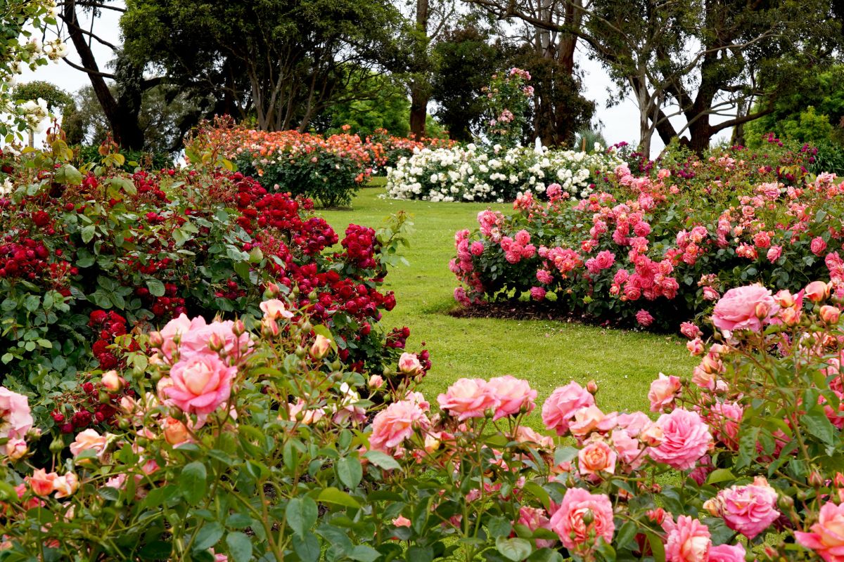 cultivar rosas tipos