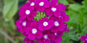 cultivar verbena características