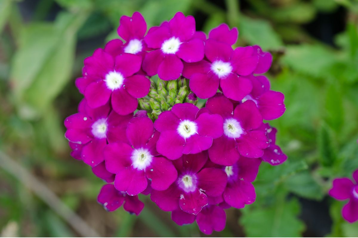 cultivar verbena características