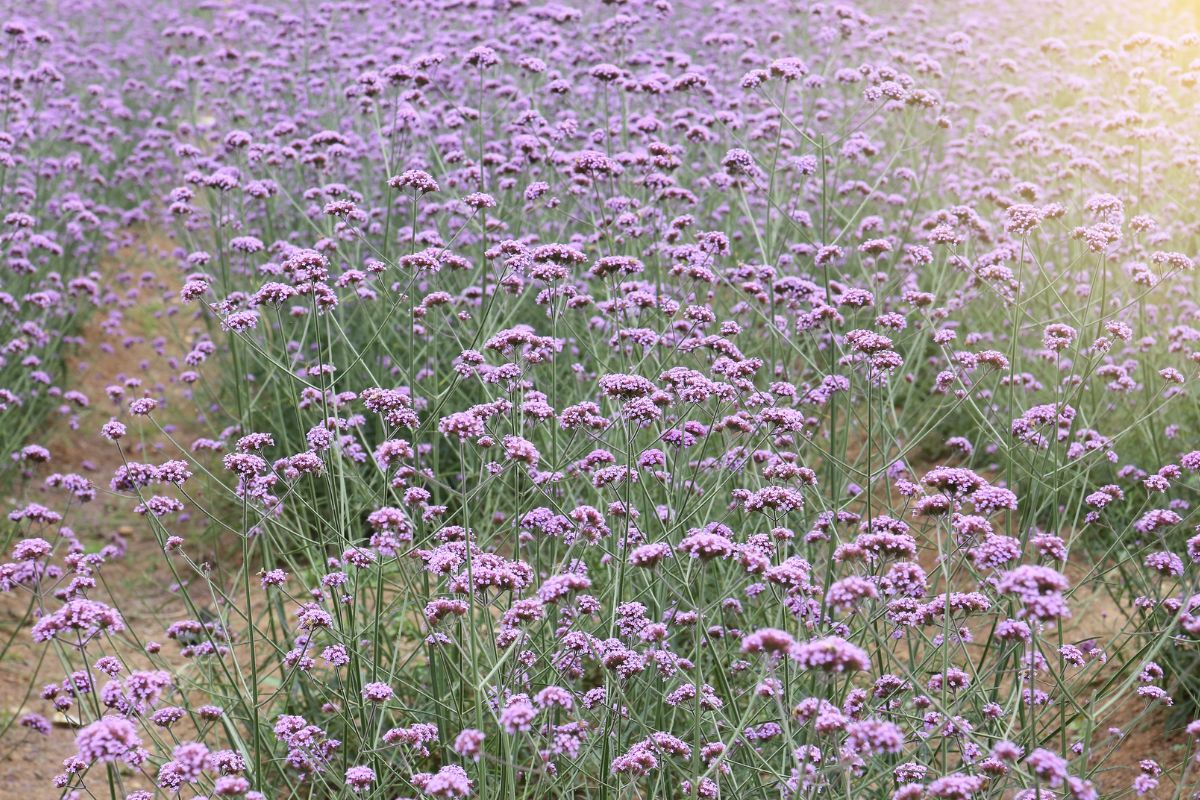 cultivar verbena controle de pragas