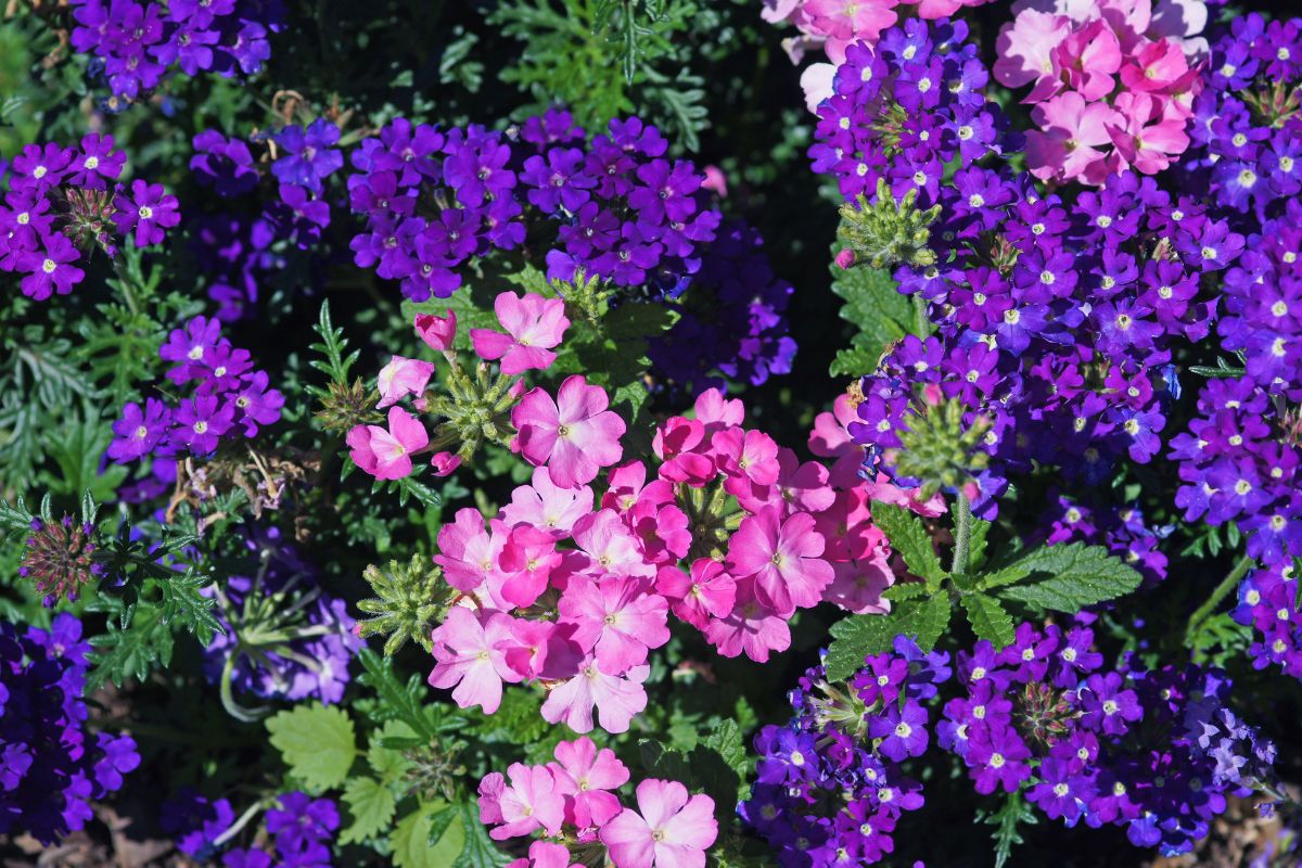 cultivar verbena