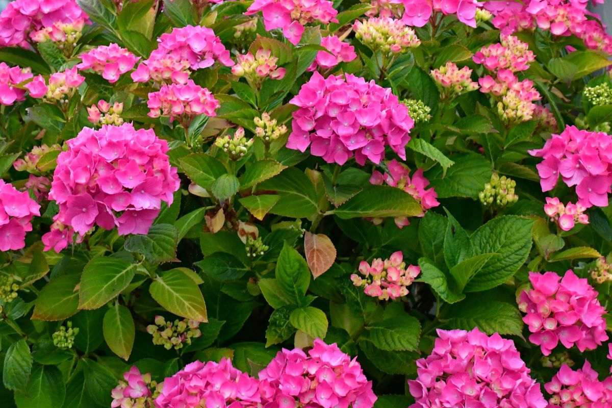 flores rosas hortensia