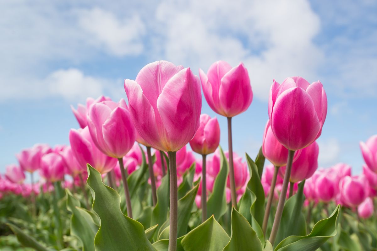 flores rosas tulipas