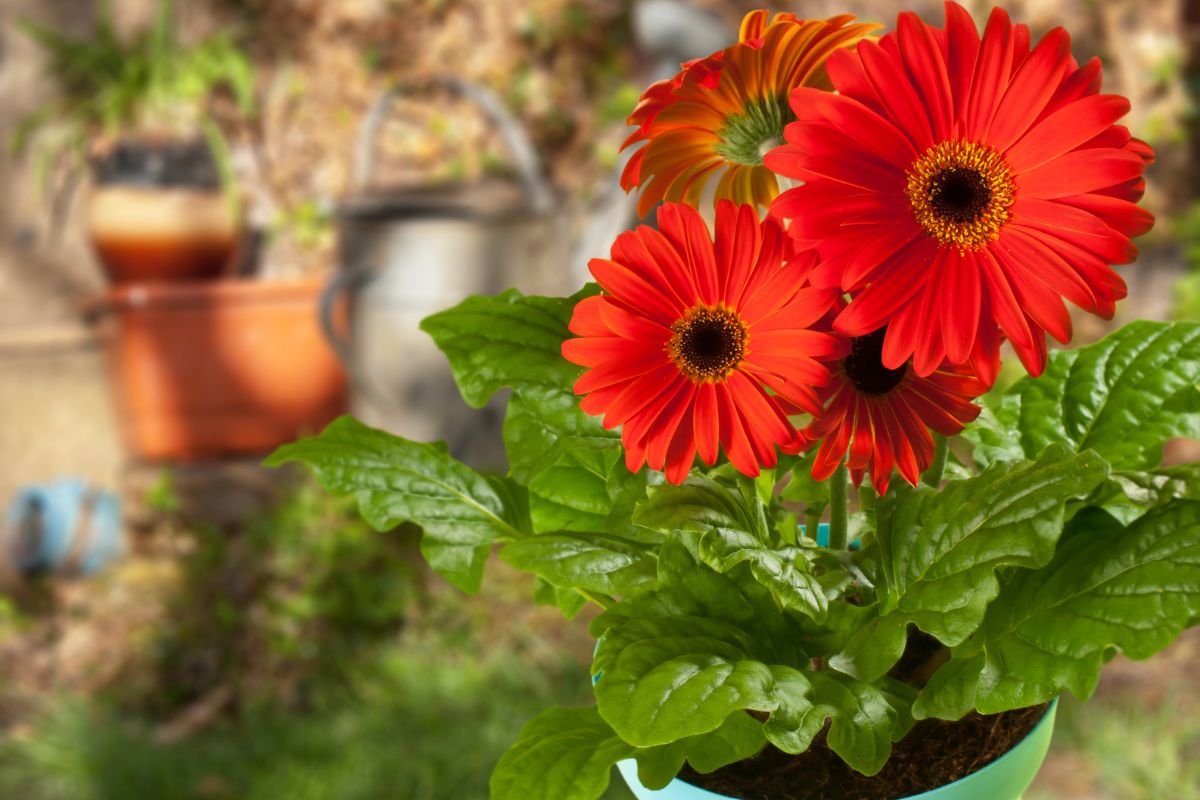 cultivar gérbera como plantar