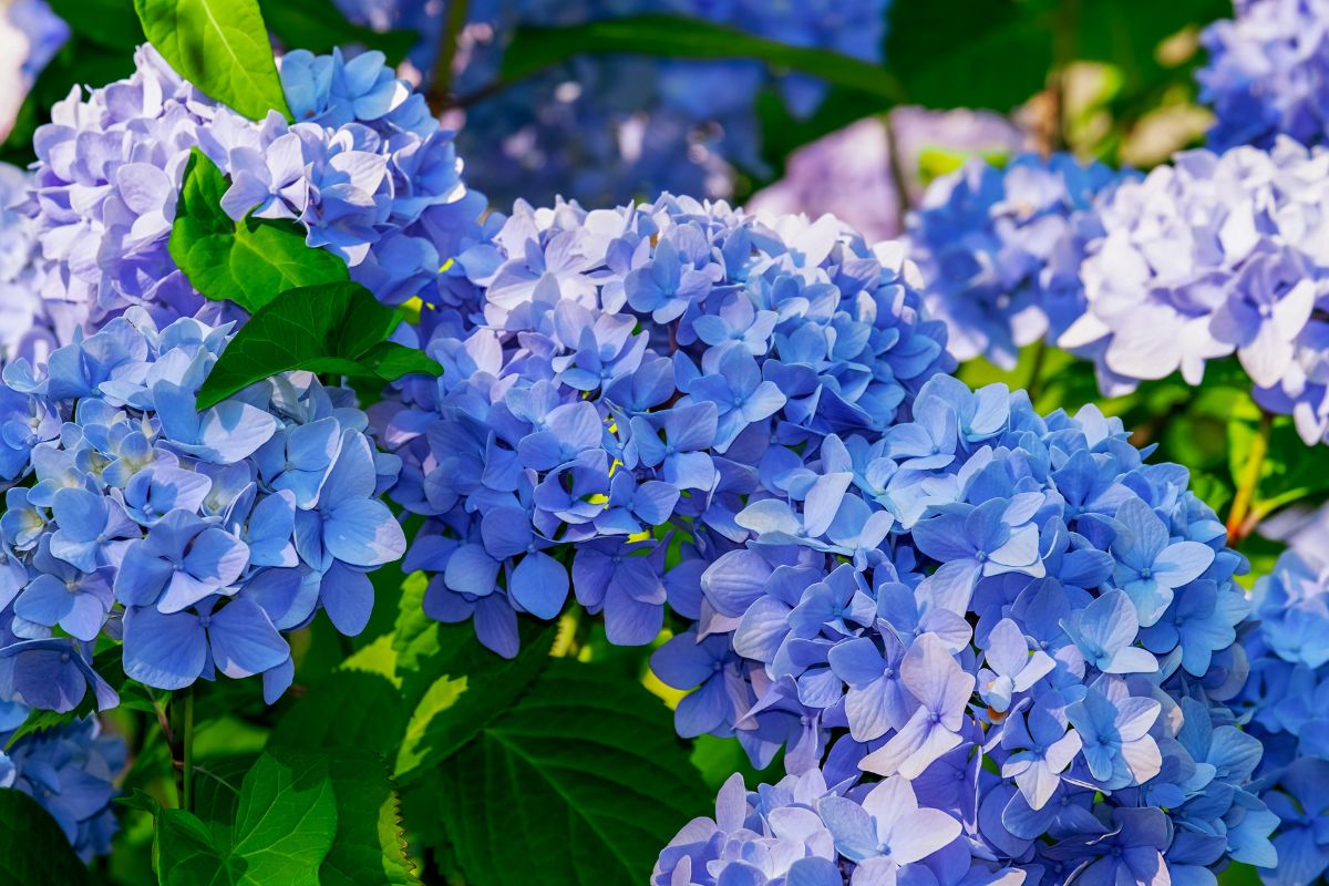 hortênsias azuis flores