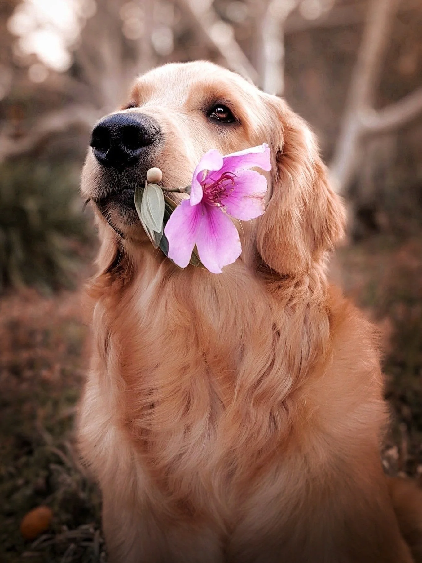 cachorro com flor na boca