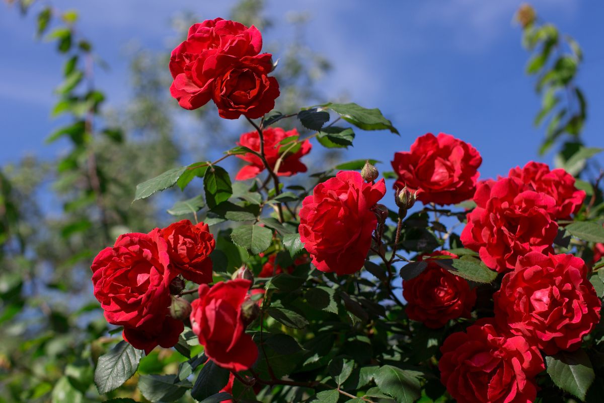 flores vermelhas rosas