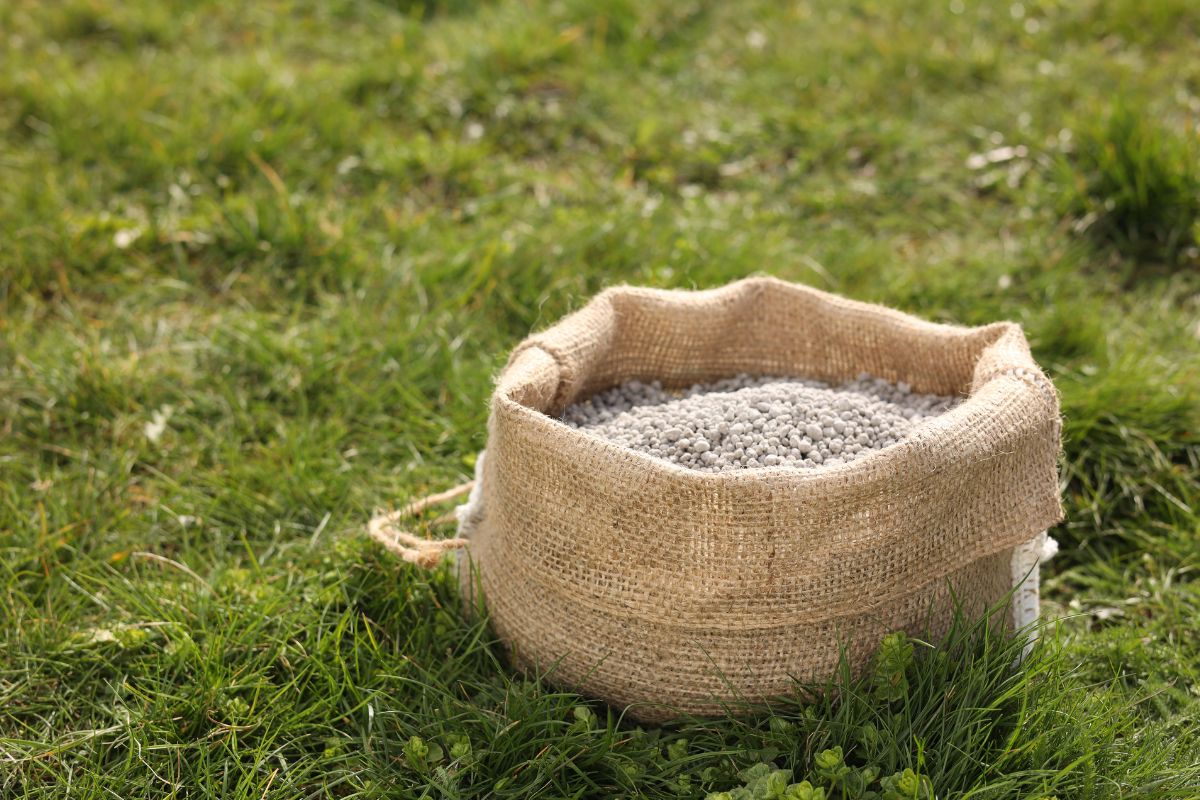 fertilizar grama para espalhar mais rápido