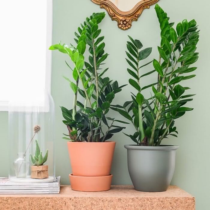 Zamioculcas