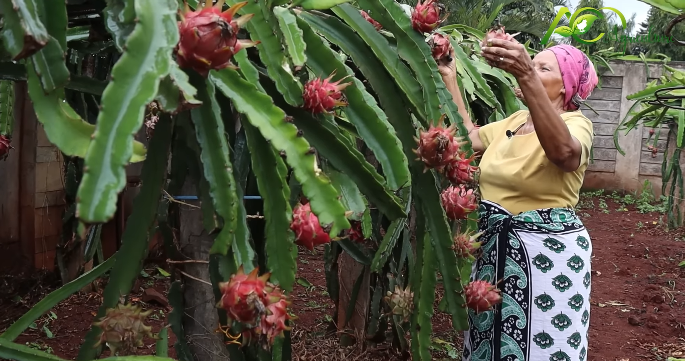 mulher em quintal com pés de pitaya