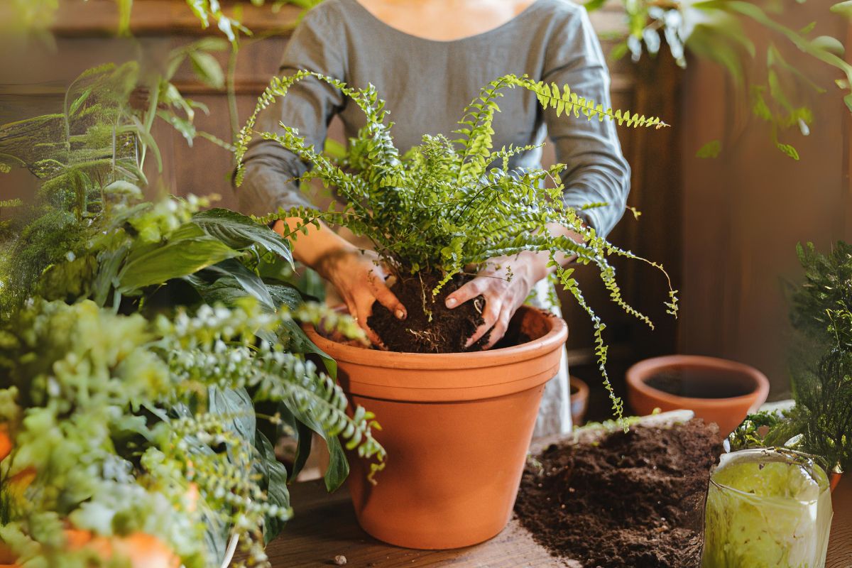 transplantar planta em novo vaso