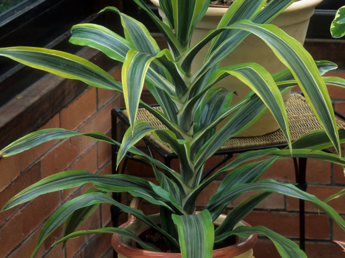 Dracena