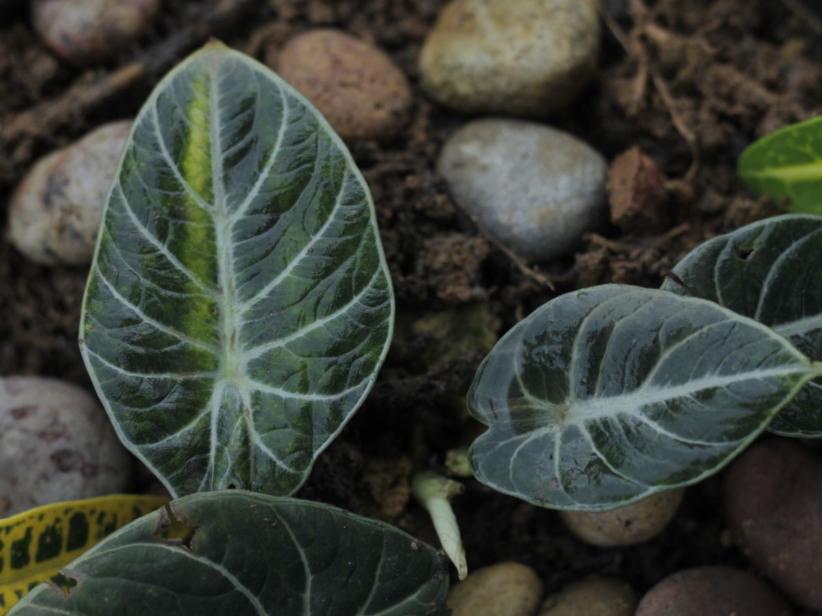 alocasia no jardim