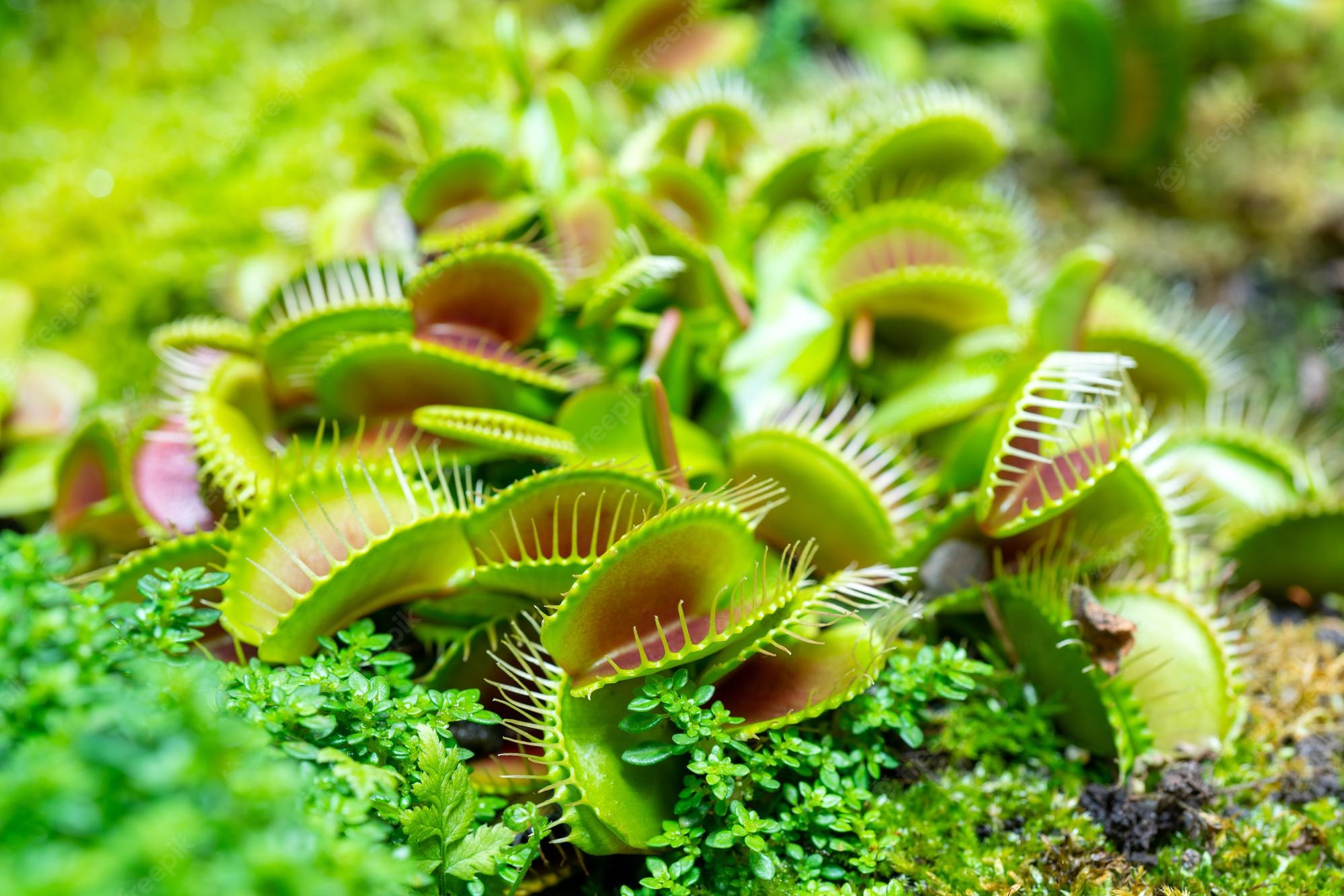 Tudo o que você PRECISA saber para cuidar de plantas carnívoras; saiba esses detalhes importantes