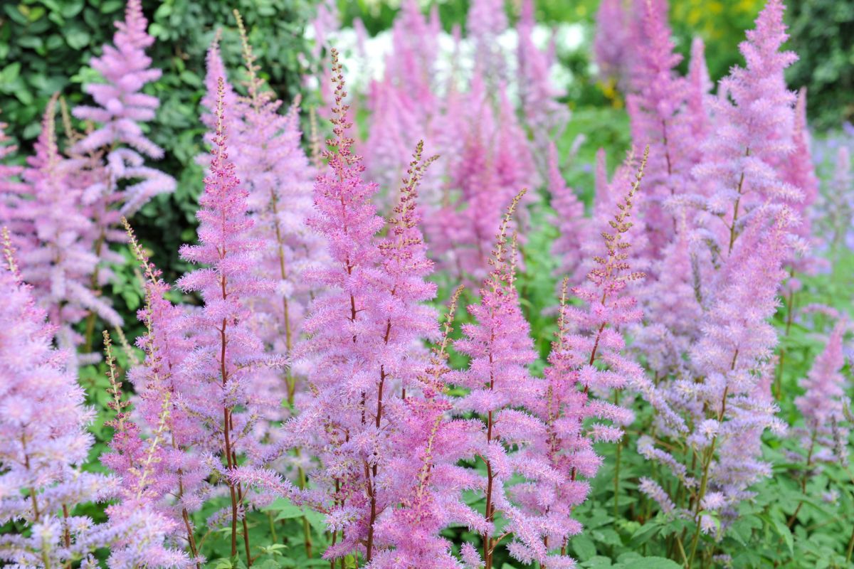 flores de sombra Astilbe