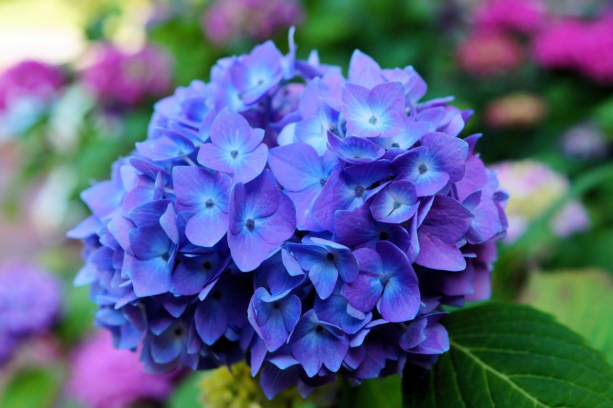 flores de sombra hortensia