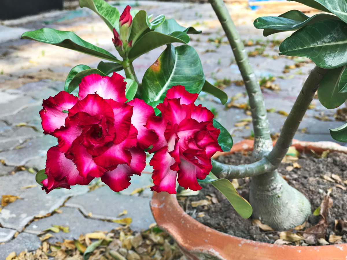 Como fazer a rosa-do-deserto florir? Aprenda essas dicas exclusivas e SAUDÁVEIS para sua planta