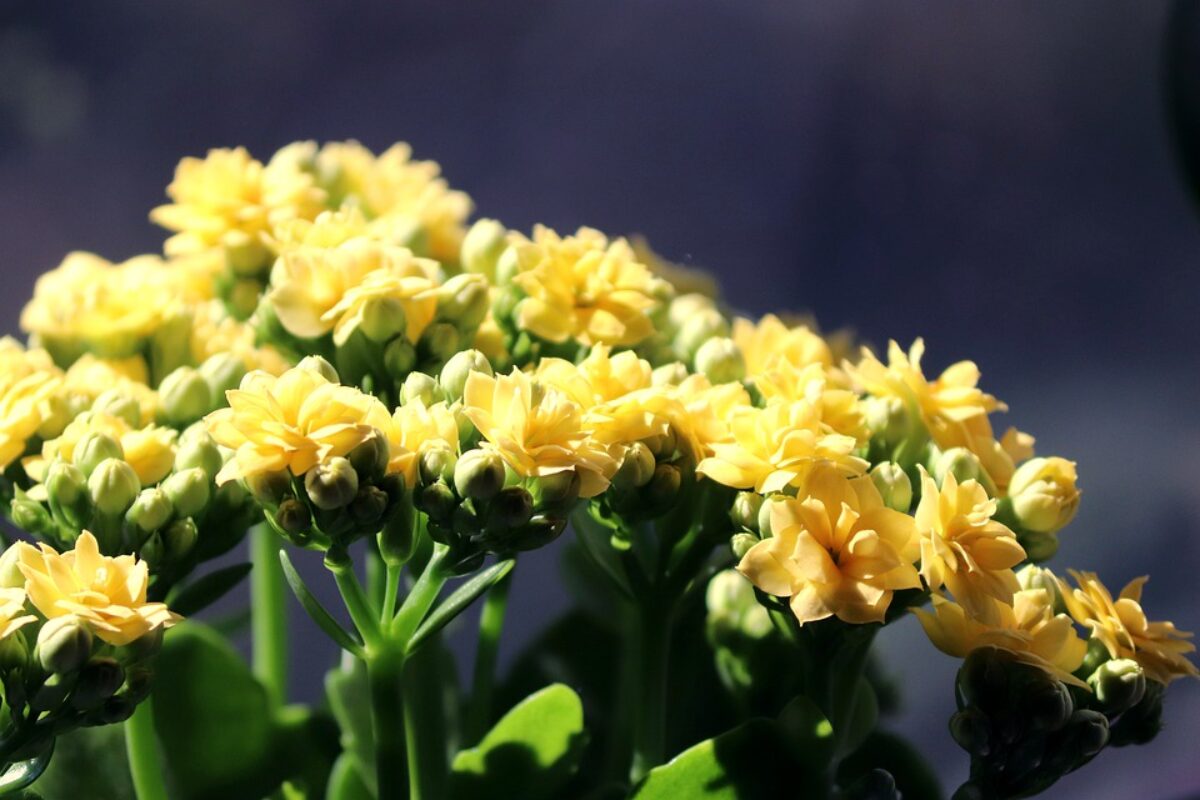 flor-kalanchoe-1200x800