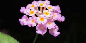 lantanas