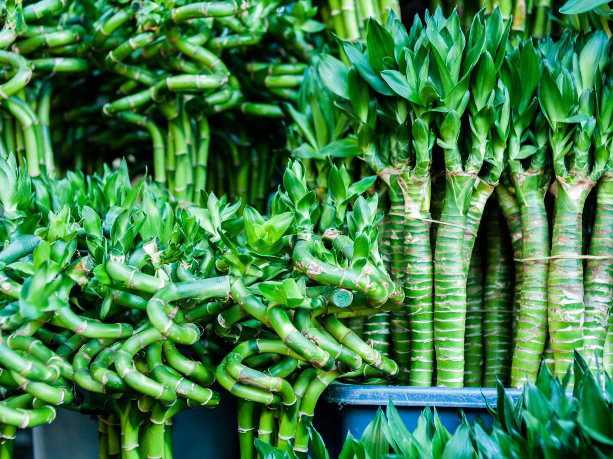 plantacao de bambu da sorte