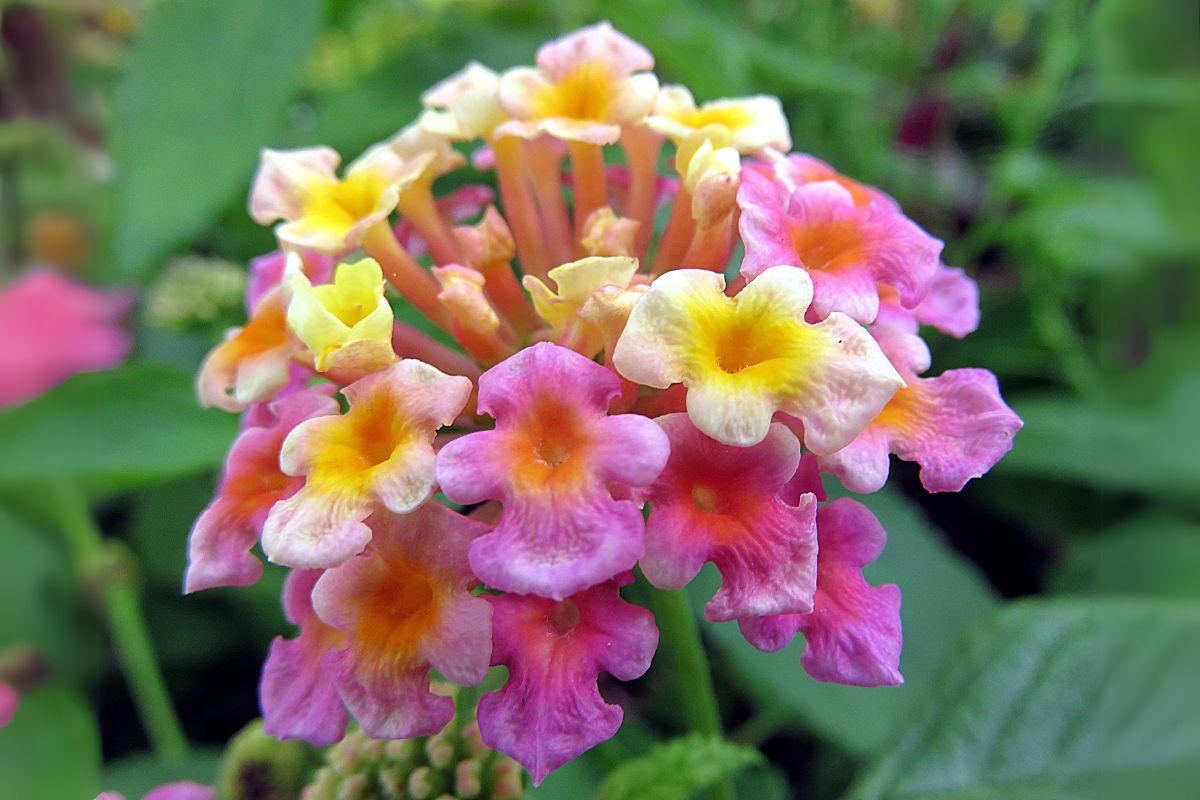 plantar e cultivar lantanas