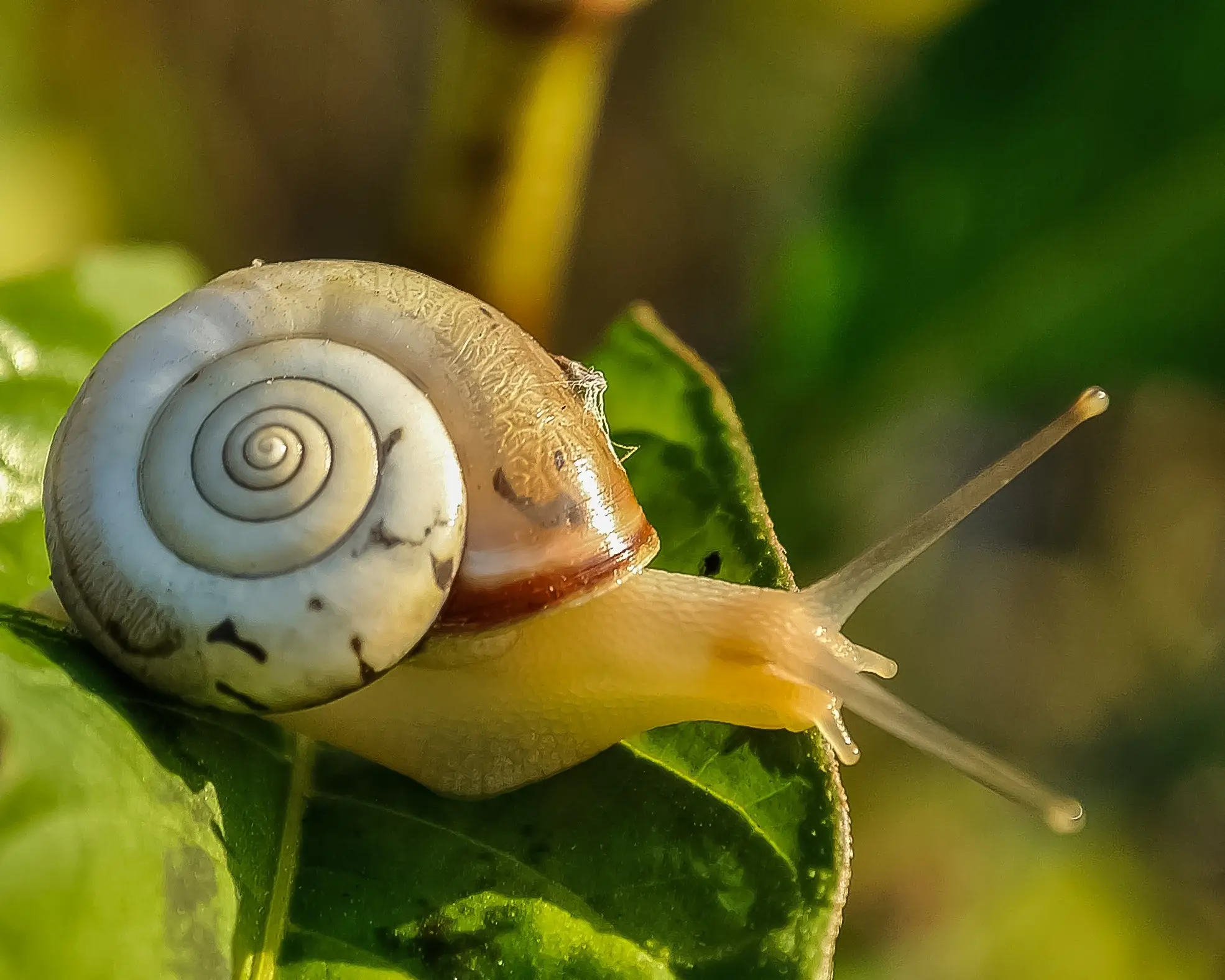 caracol em folha