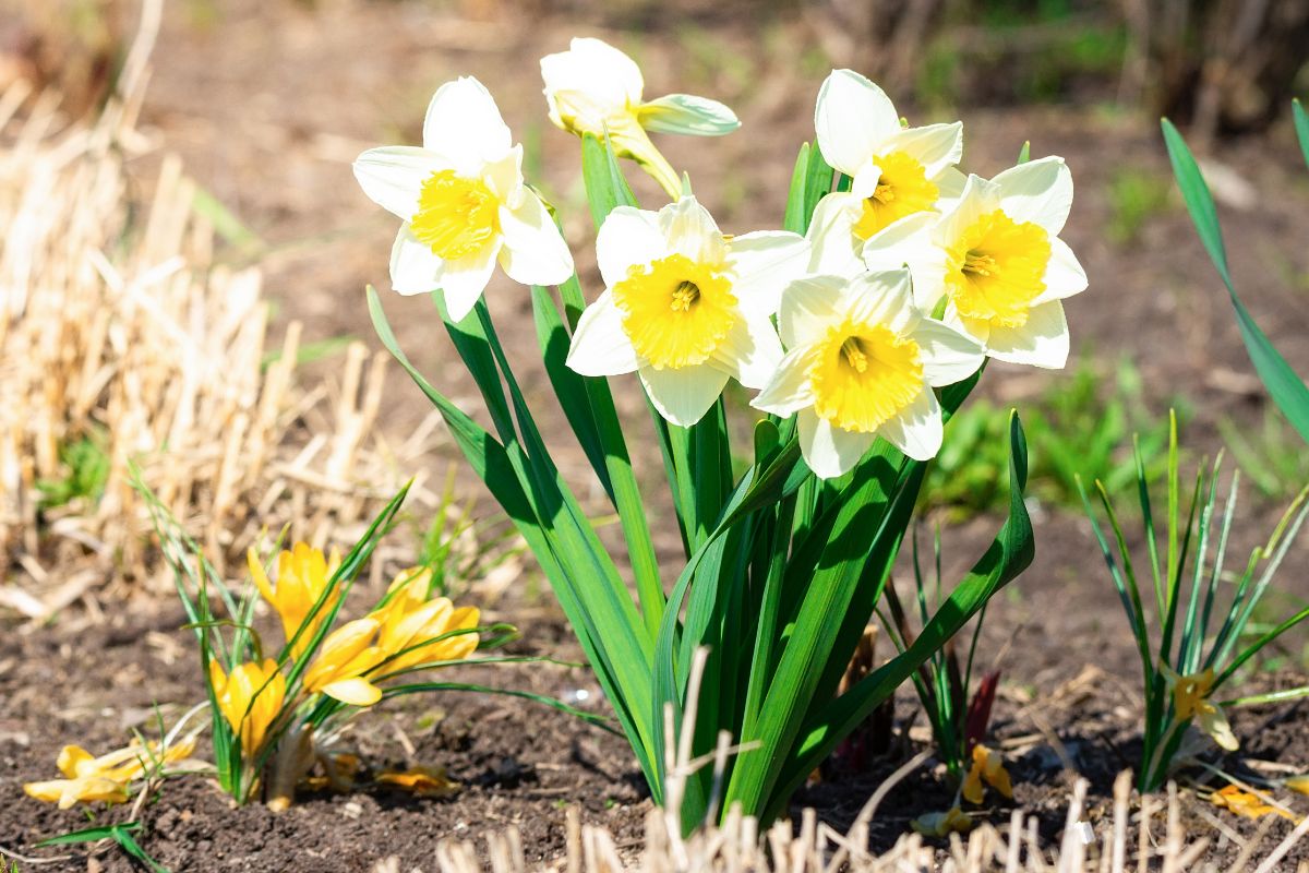 como cultivar narciso solo