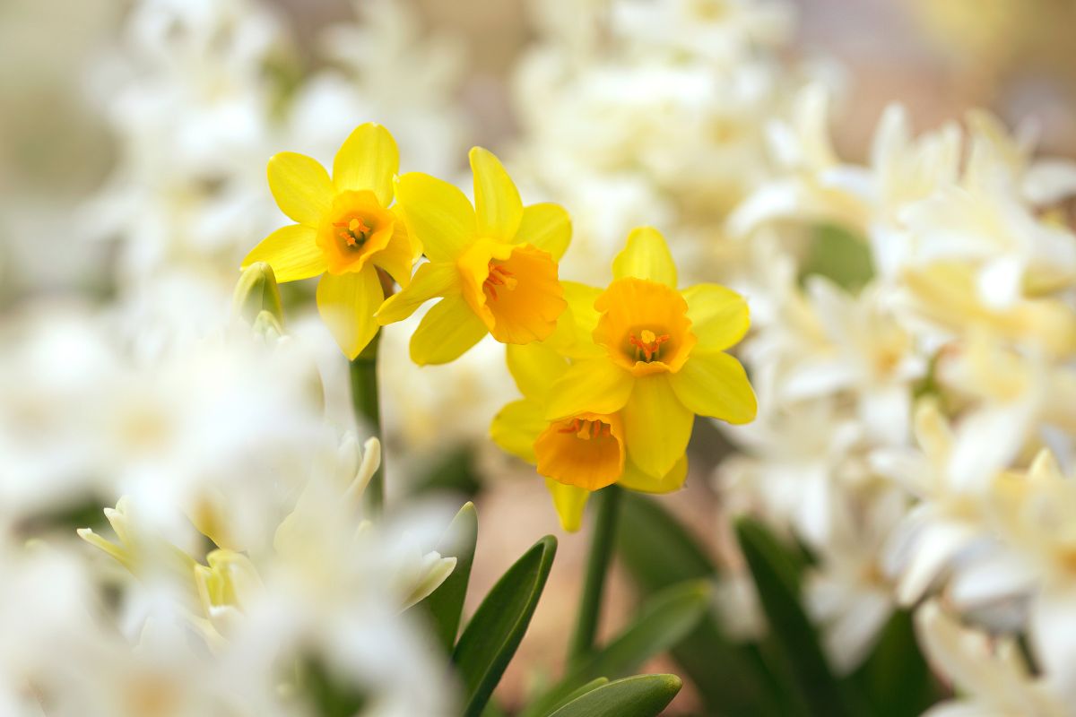 como cultivar narcisos iluminação