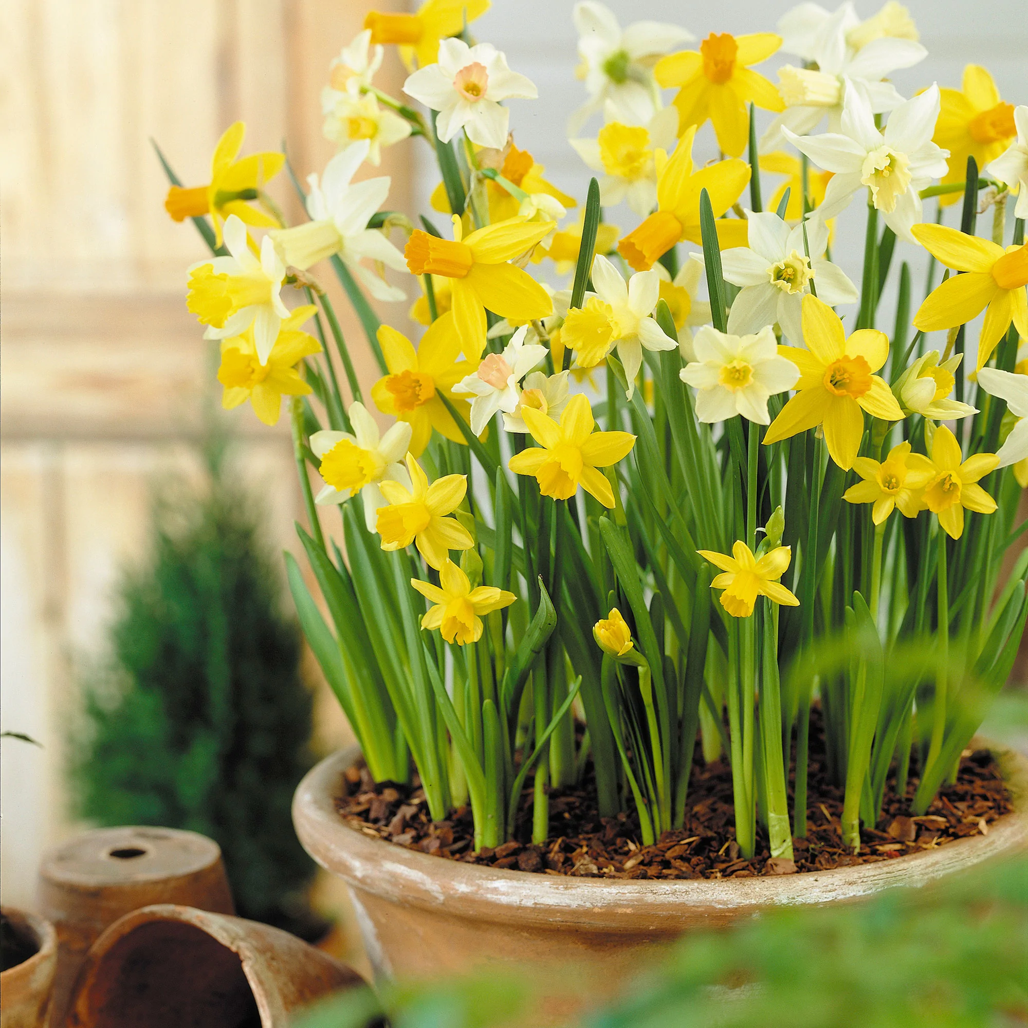 narcisos em vaso