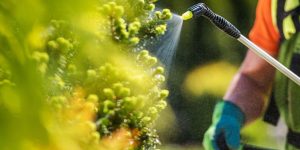 Adubação foliar: entenda o que é essa técnica, quando usar e como realizar do jeito correto