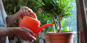 pessoa regando planta em vaso