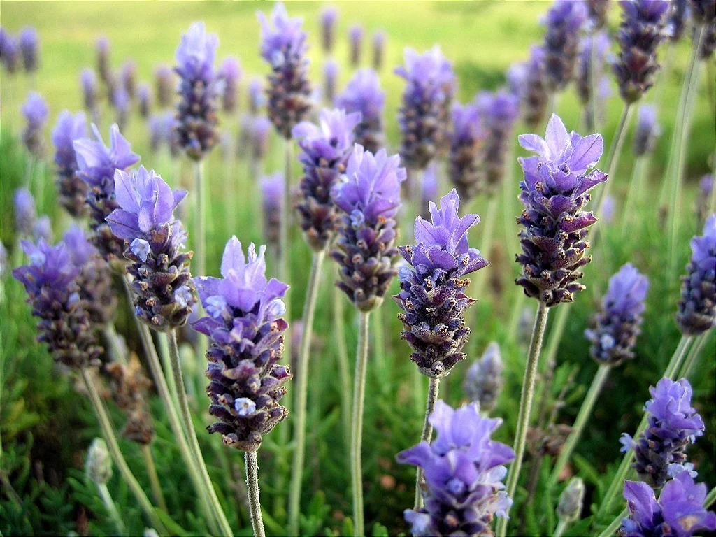 planta lavanda