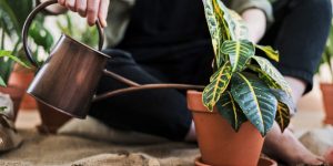 6 dicas para regar plantas: veja como você deve molhar suas plantinhas e evite erros