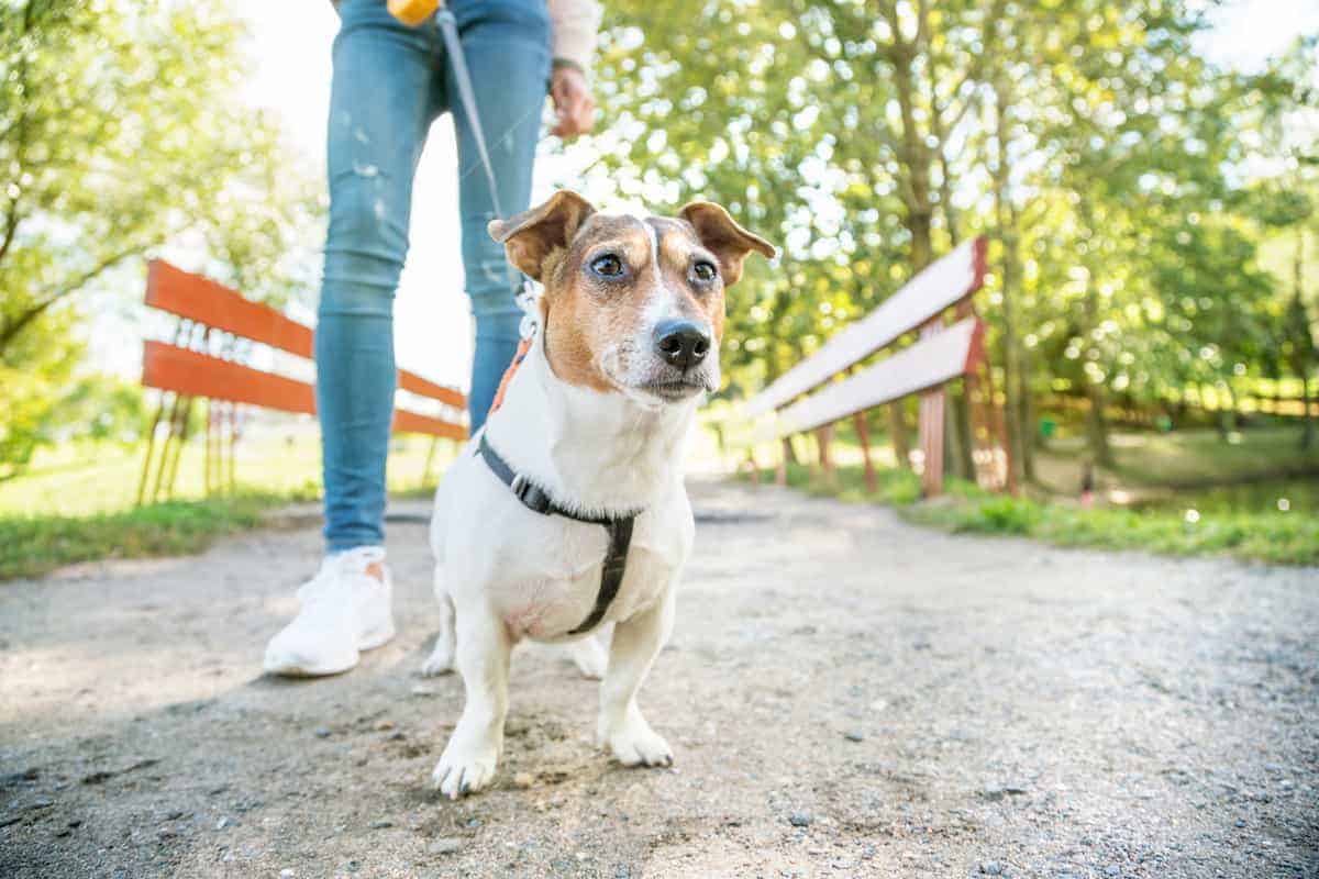 cachorro sendo levado para passear