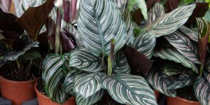 calatheas em vasos