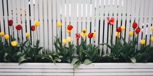 cerca branca com flores em canteiro