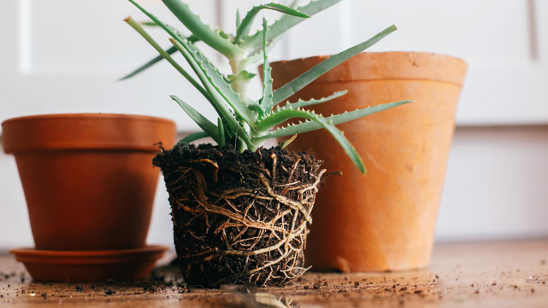 planta pronta para ser trocada de vaso