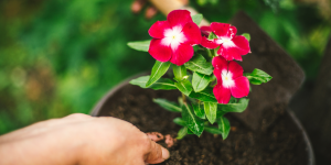 Por que minhas plantas não florescem? Descubra o resolve DE UMA VEZ o problema e tenha um jardim florido