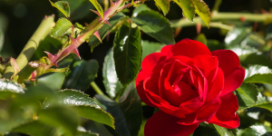 rosa vermelha em jardim