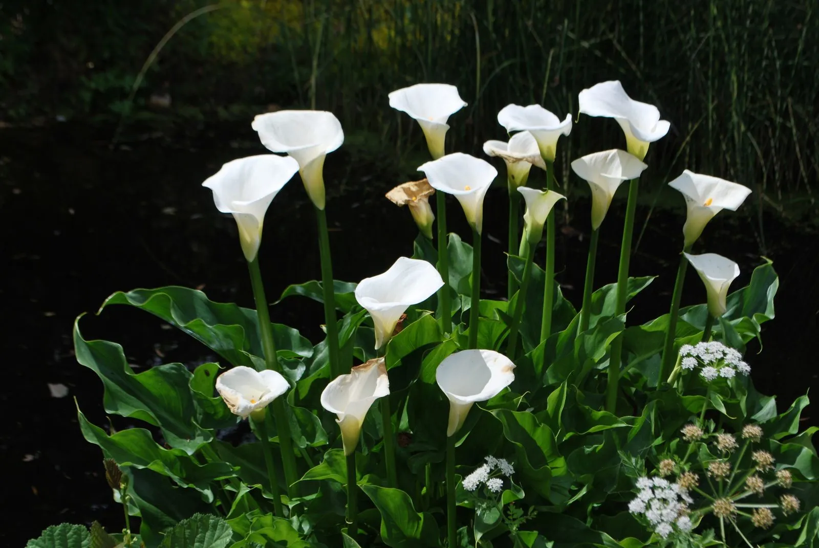 copo-de-leite em jardim