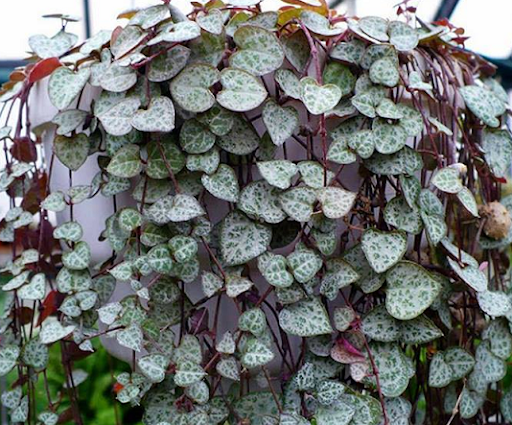 Corações emaranhados (ceropegia woodii)