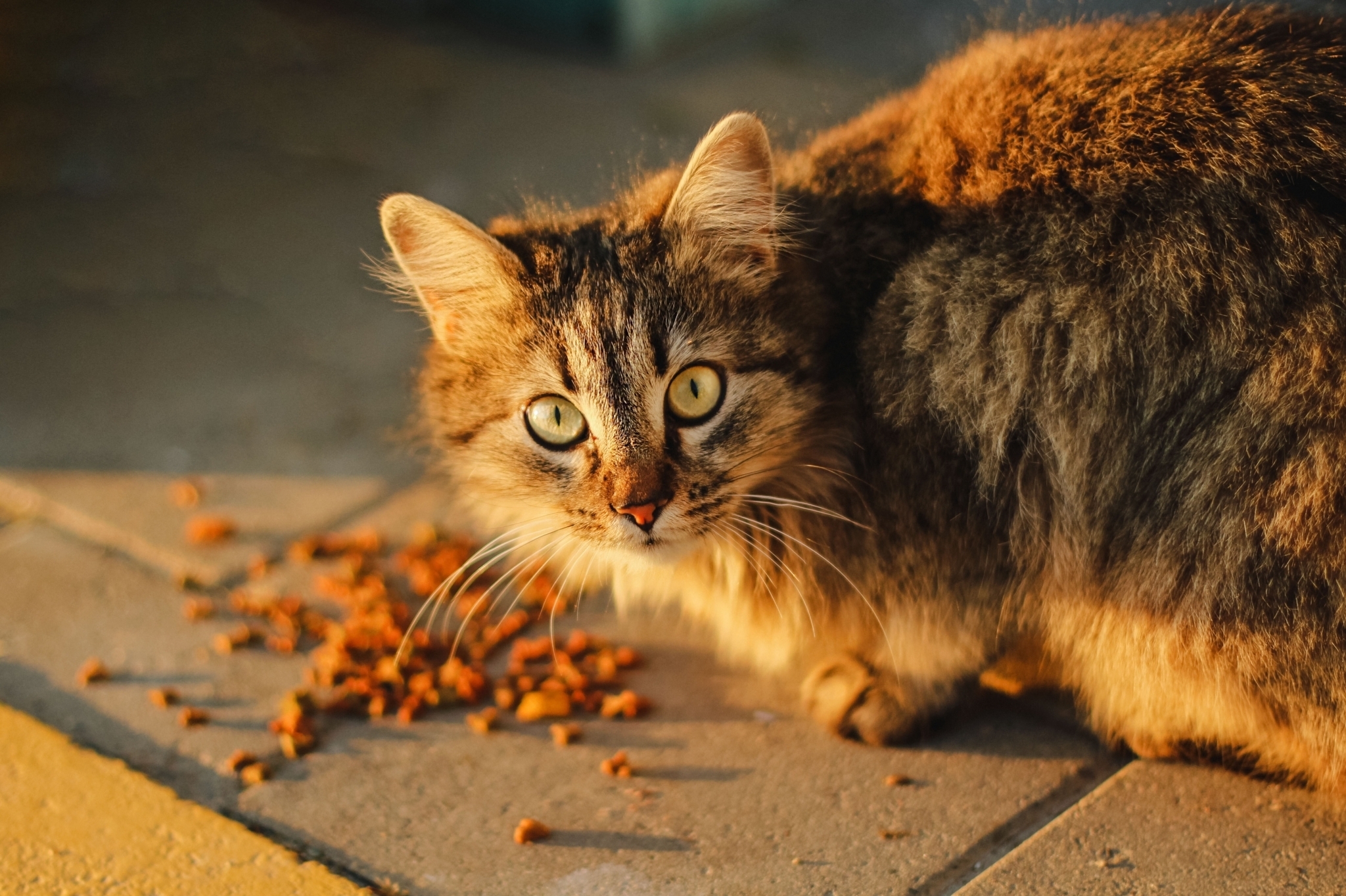 gato com comida no chão