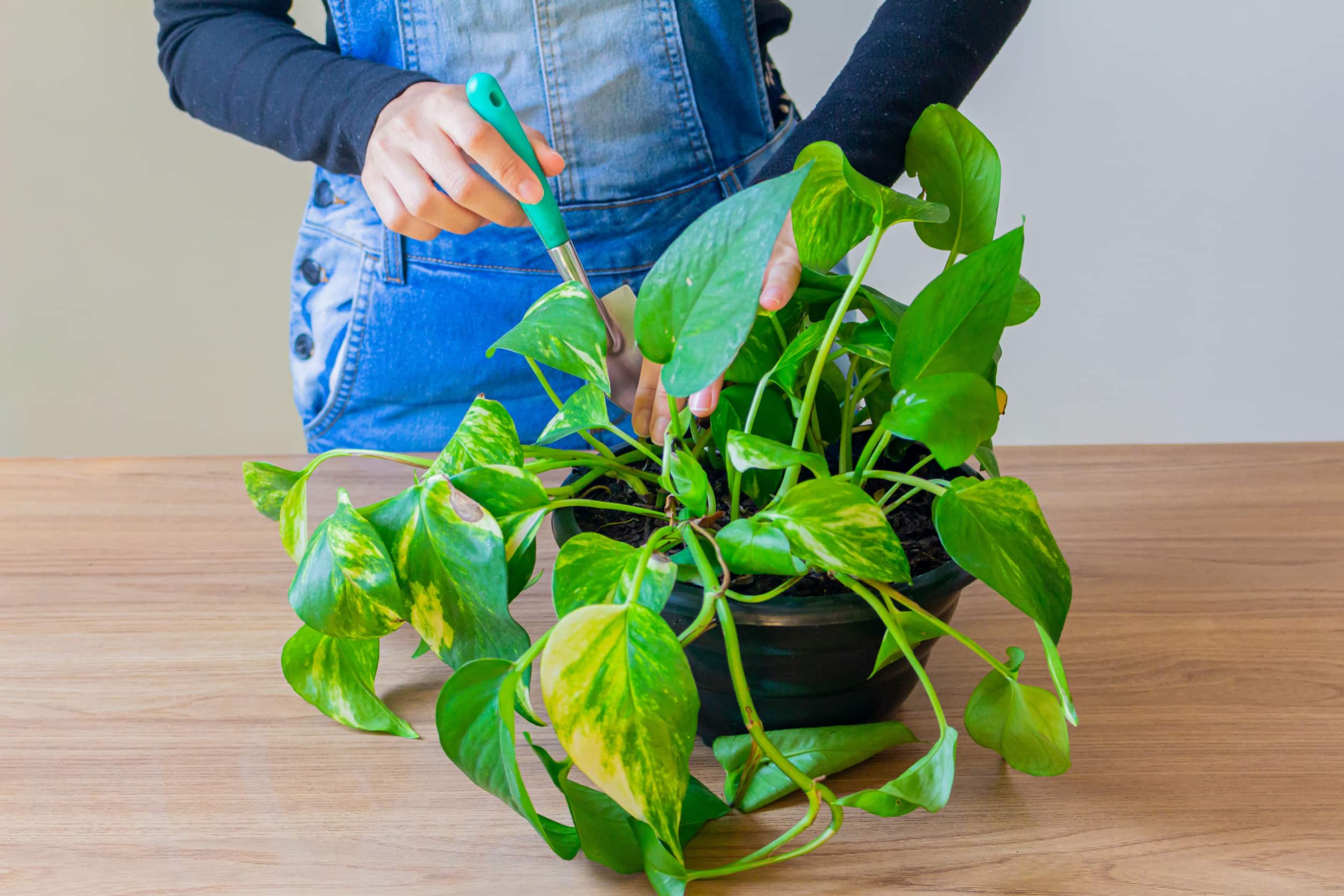 jiboia planta como cuidar