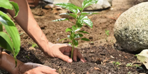 pessoa plantando