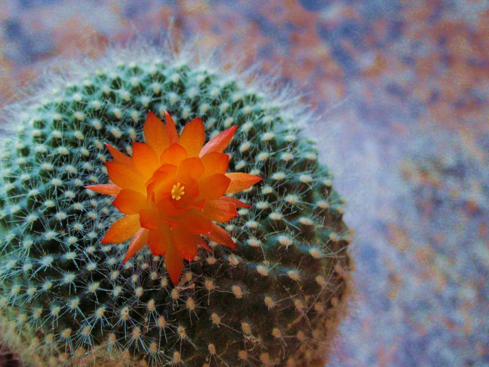 cacto com flor laranja