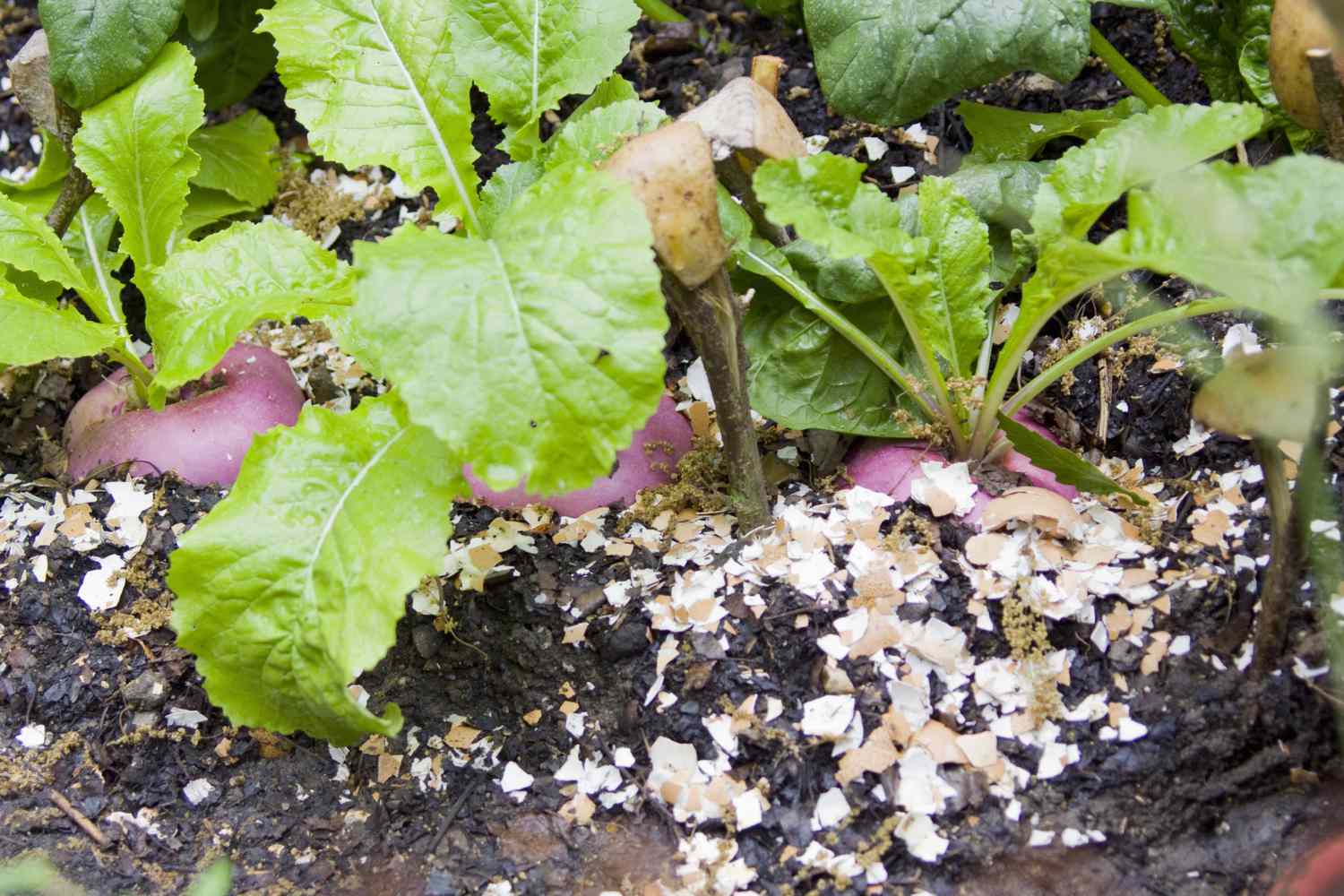 casca de ovo como adubo para plantinhas