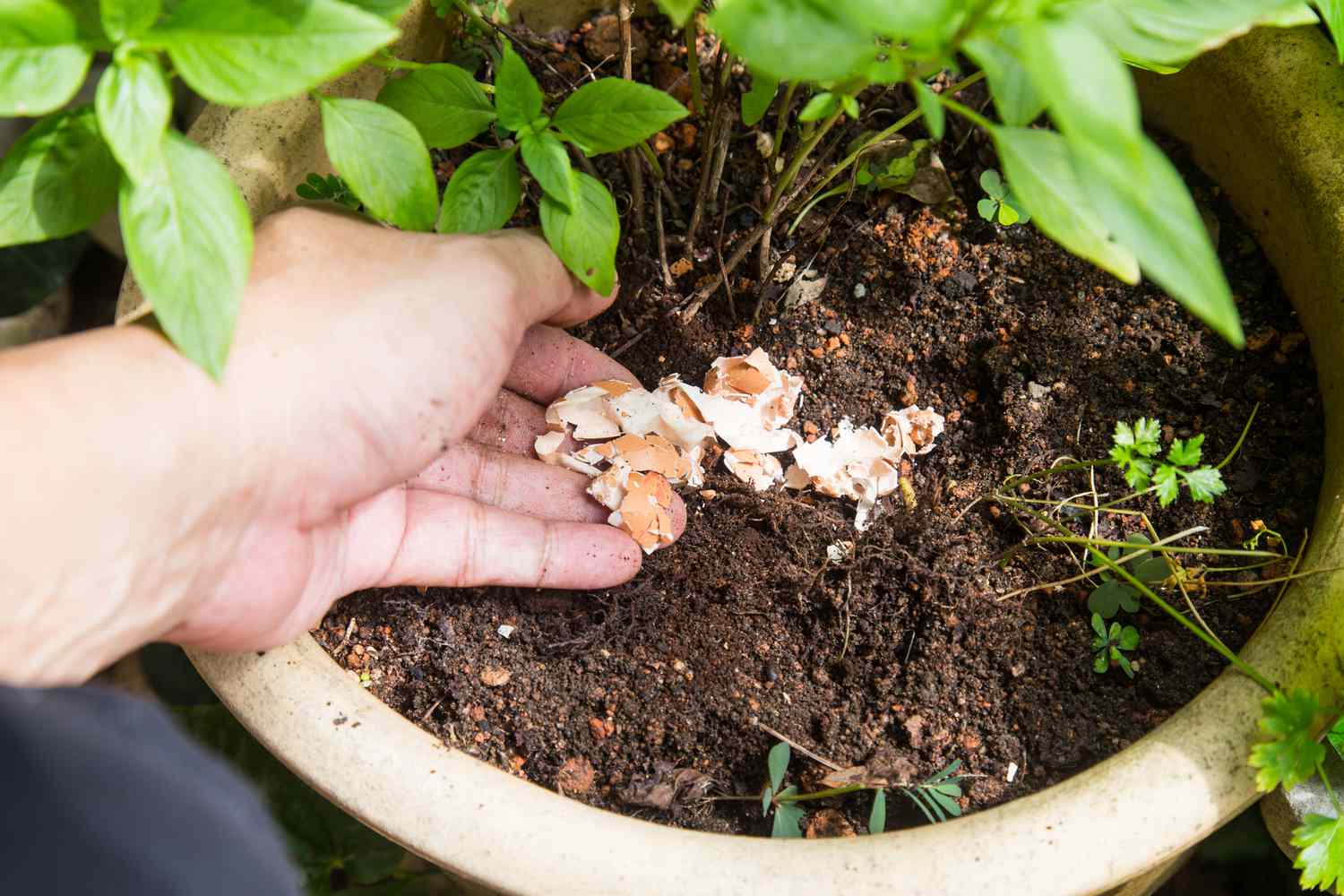 casca de ovo em vaso de plantas