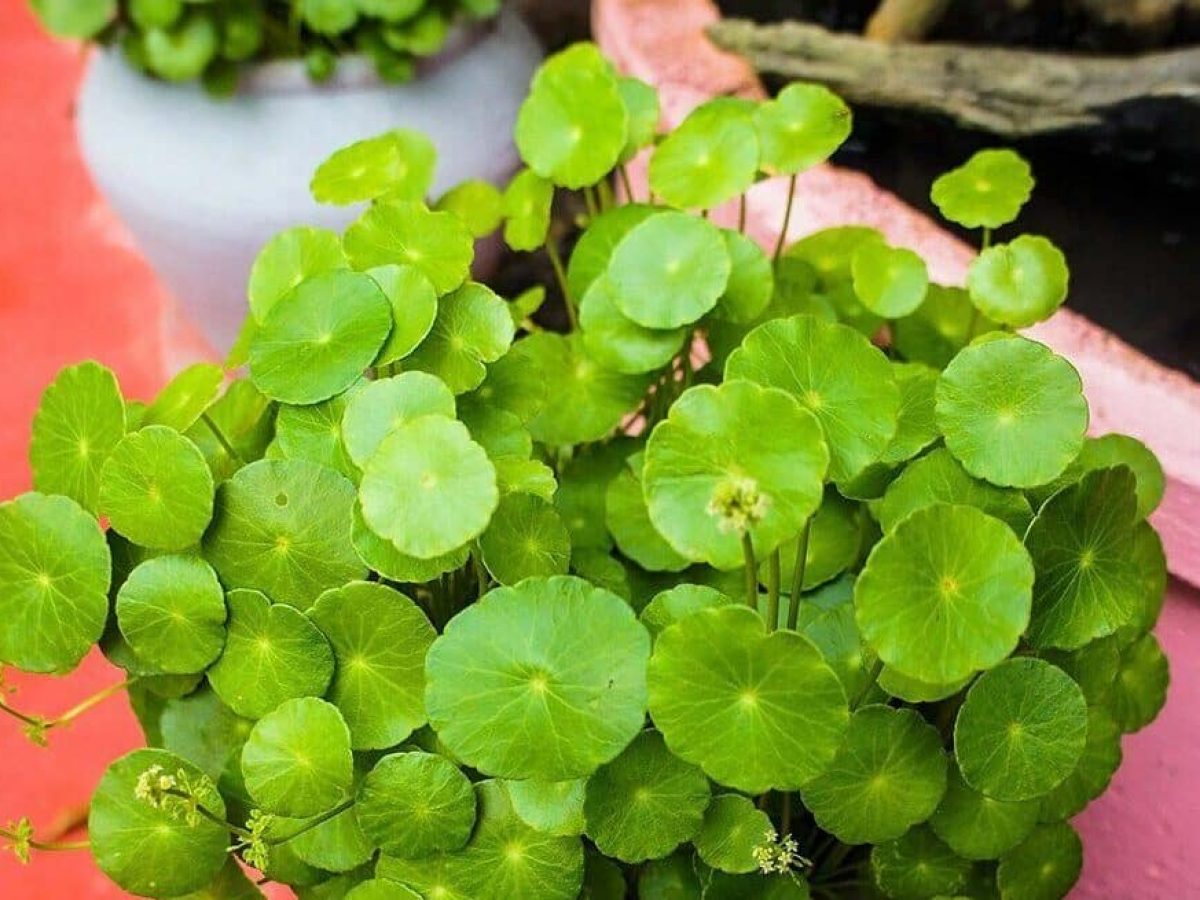 centella asiática